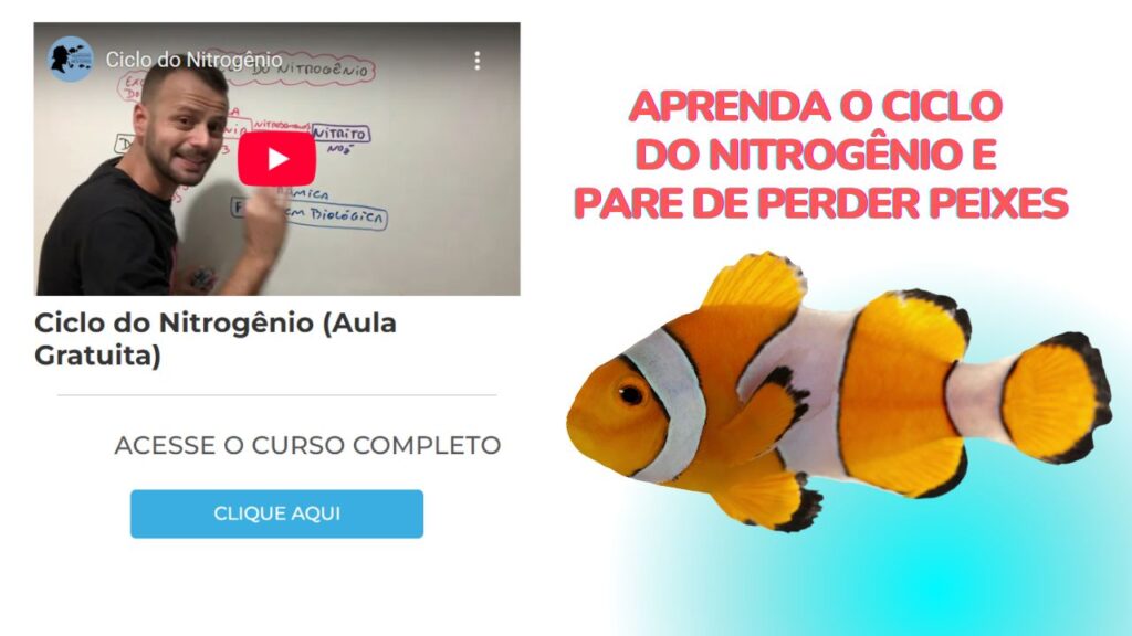 o que é ciclo do nitrogenio para aquario