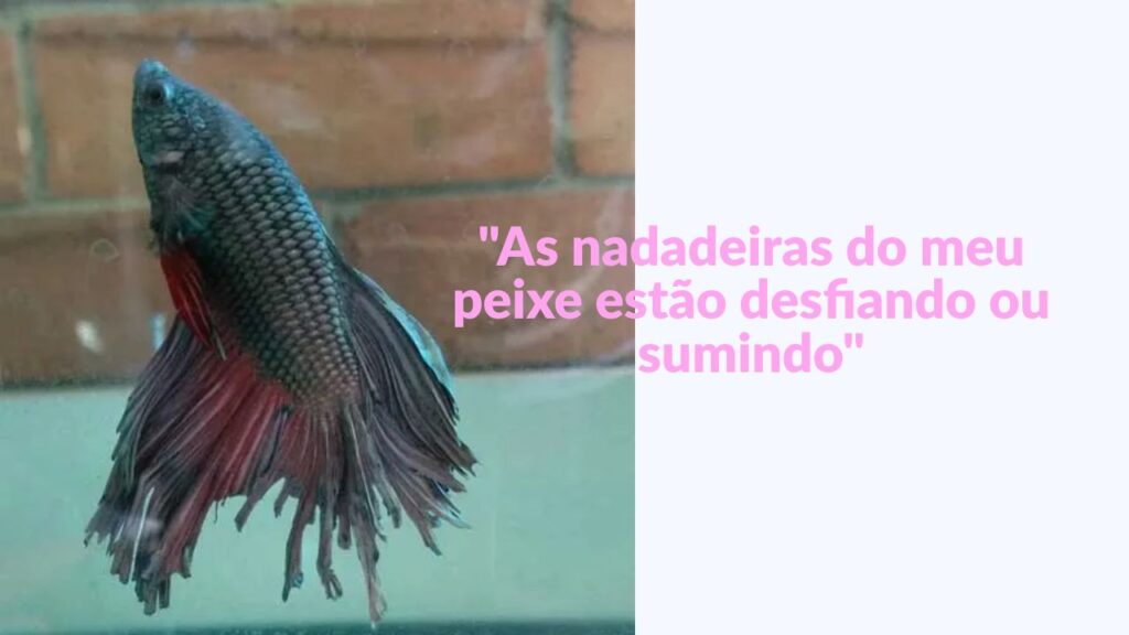 "As nadadeiras do meu peixe estão desfiando ou sumindo"
