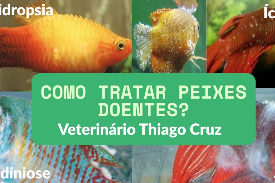 Como tratar peixes doentes como hidropsia oodiniose ictio hidropsia com pontos brancos