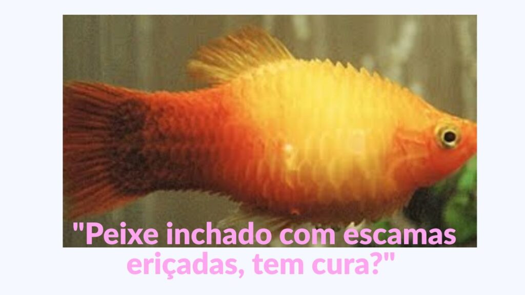  Peixe inchado com escamas eriçadas, tem cura