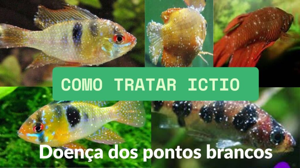 como tratar ictio em peixes doença dos pontos brancos em peixe