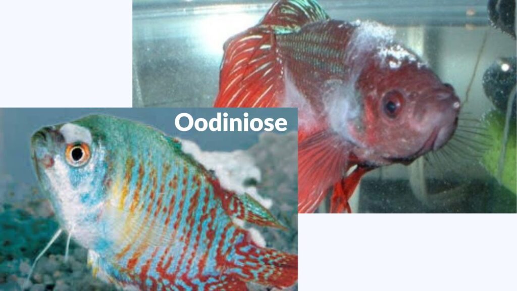 oodiniose a doença do veludo